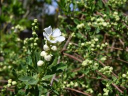 Exochorda racemose The Bride